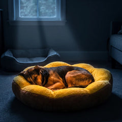 Sunshine Dog Bed