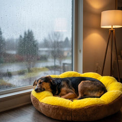 Sunshine Dog Bed
